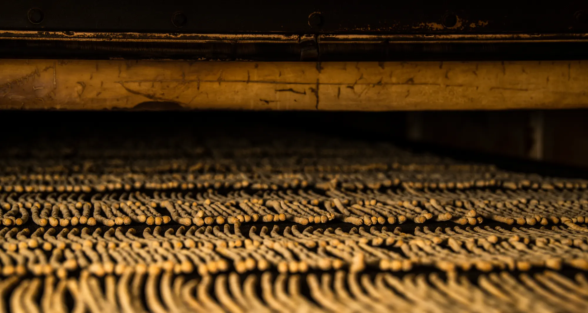 Hundreds of grissini in rows on the conveyor belt, coming out of the oven